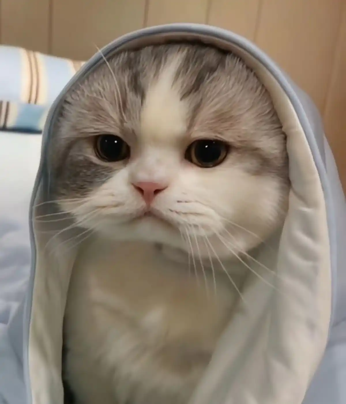 عکس گربه گوگولی واقعی عکس گربه واقعی عکس گربه با کیفیت عکس گربه برای پروفایل عکس گربه فانتزی عکس گربه برای کتس 