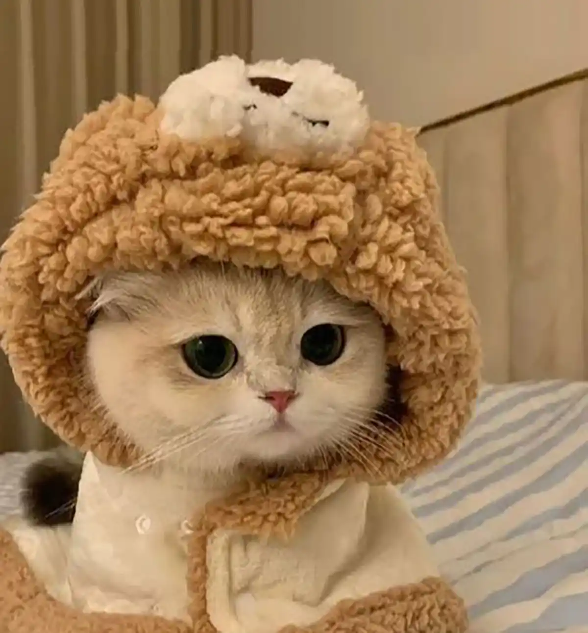 عکس گربه گوگولی واقعی عکس گربه واقعی عکس گربه با کیفیت عکس گربه برای پروفایل عکس گربه فانتزی عکس گربه برای کتس