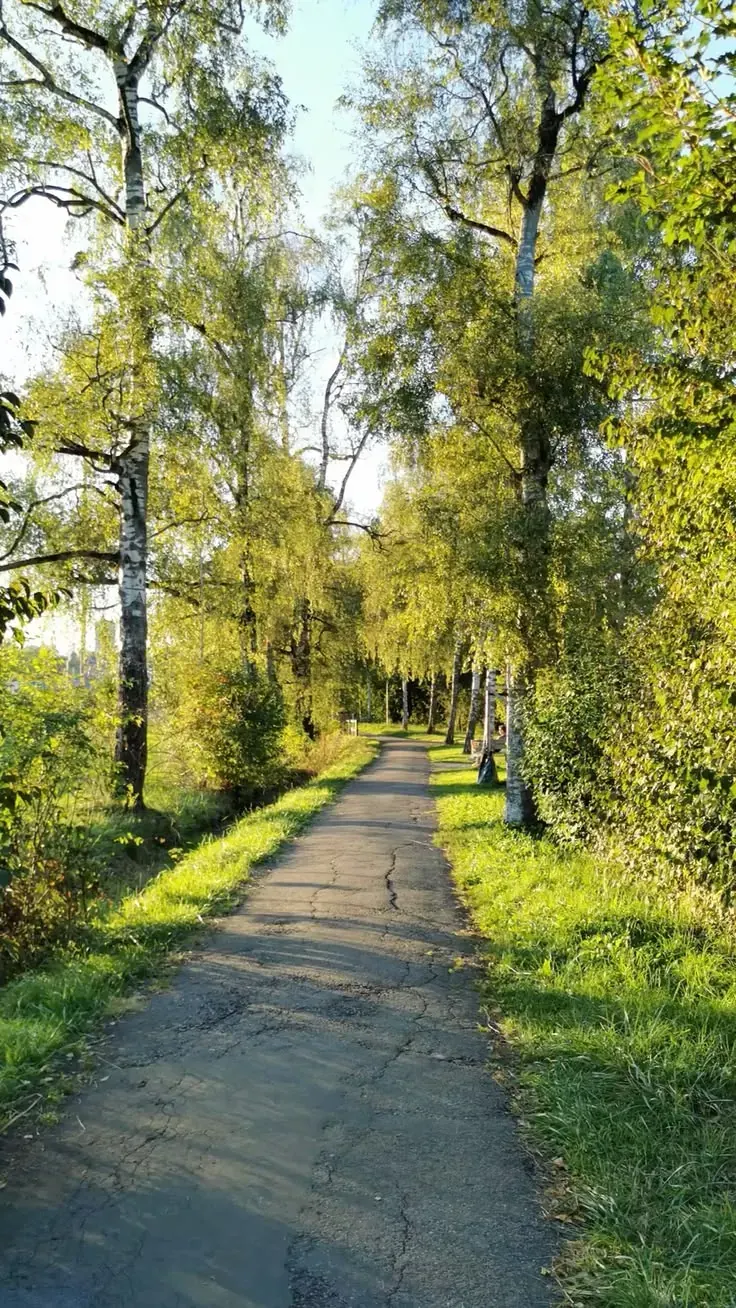 جاده خاکی پیاده‌روی در دل طبیعت