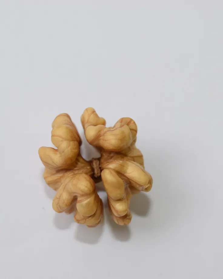 مغز گردوی تازه روی زمینه روشن