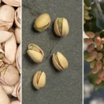 خواص پسته برای میان‌وعده سالم و سیری‌آور