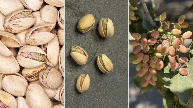 خواص پسته رو با یه مشت در روز حس می‌کنی؛ سیر می‌شی و سراغ چیپس نمی‌ری